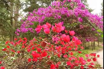 Verano Flores Mariposas Cantos de Aves - Vara Flori Fluturi si Cântece de Pasari