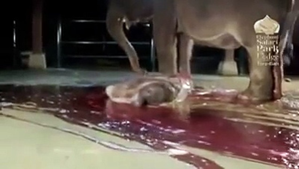 Birth of an Elephant. (T_T)