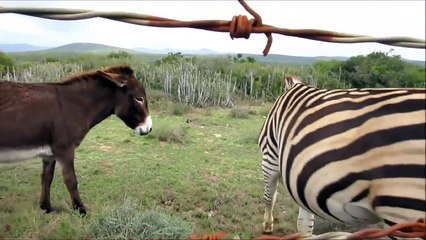 sexxyyy video 2014 nik English | best funny animals compilation | funny videos 2014 HD Par