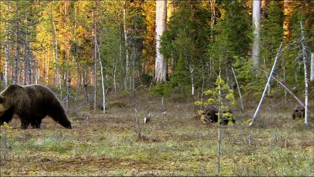 Jean Sibelius - Finlandia