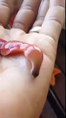 Dozens of you have sent me this video, and you all have the same question. What the fuck is it?