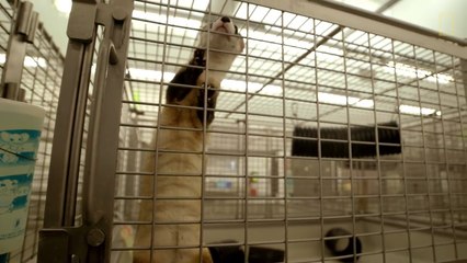 Harsh Reality of Saving Endangered Ferrets