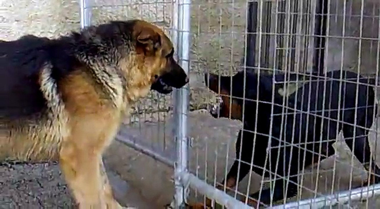German Shepherd VS Dobermans