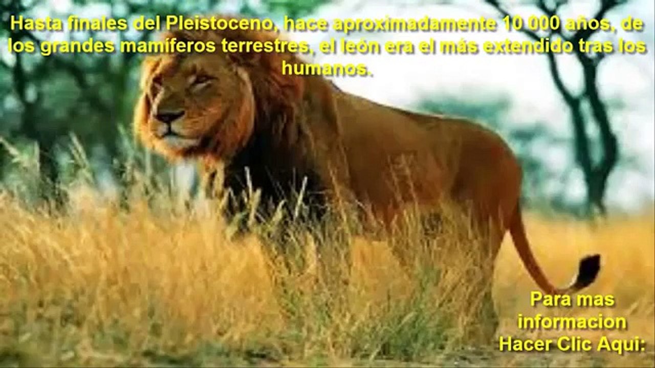 Leon Africano