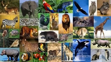 Download Video: Mas De 22 Mil Especies De Animales En Peligro De Extincion Segun U I C N