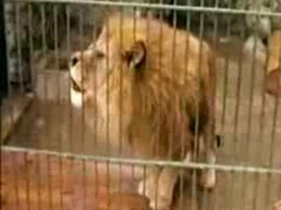 Allah diyor aslan