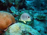 The Death of Coral Reefs