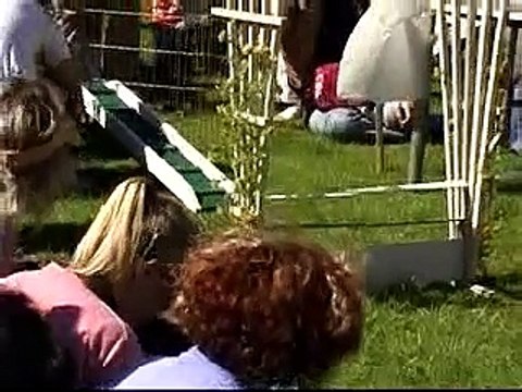 Bunny Clicker Training Pt. 2