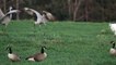 Sandhill Cranes and Whooping Cranes Dancing Together