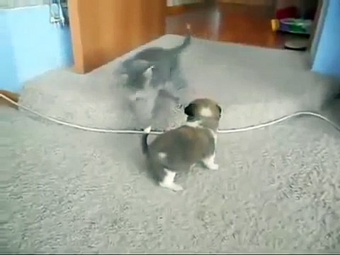 Funny Kitten Attacks Cute Puppy ! - Котенок Напал на Щенка - Жесть !