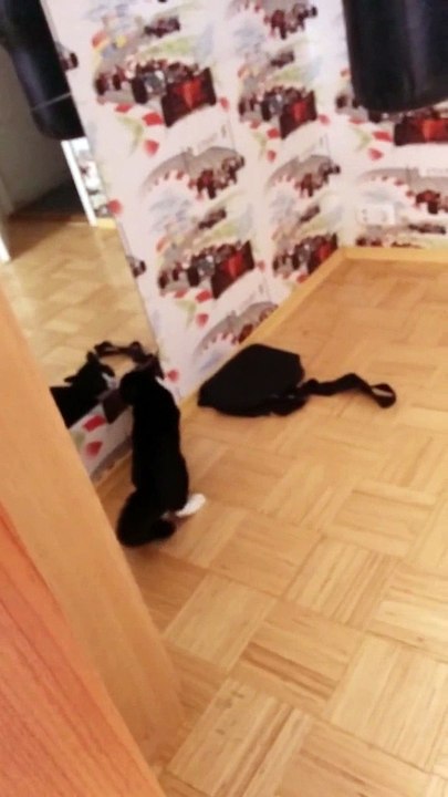 Ce chat n'aime pas ce qu'il voit dans le miroir!