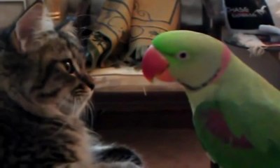 Попугай тролит кота