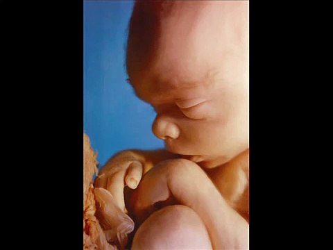 Ravi Zacharias Q & A: Abortion and Free Will