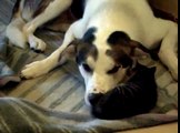 7 Wochen junge Katze mit einem Hund Erstkontakt.