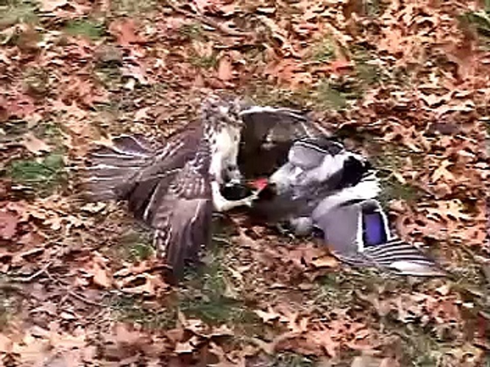 Hawk VS Duck