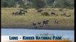 Lions, Kruger National Park - South Africa Travel Channel