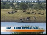 Lions, Kruger National Park - South Africa Travel Channel