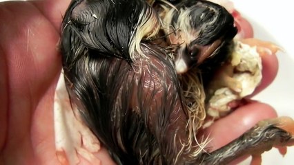 How To Help Hatch A Baby Chick In Distress; Rosi Golan Buried Treasure