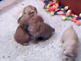 American Cocker Spaniel Puppies