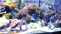 400 Gallon Starfire Reef Tank Feeding Time HD