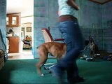 Well Trained Boxer (MUST SEE)