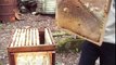 Norfolk beekeepers. Beekeeping inspection spring feeding and tips