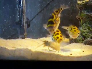 green spotted puffer fish eating crayfish