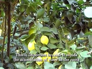 Tucumán - Capital mundial del limón