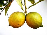 El limon sus propiedades curativas. Propiedades y beneficios del limón.