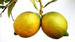 El limon sus propiedades curativas. Propiedades y beneficios del limón.