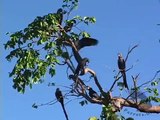 Hyacinth Macaws, Brazil