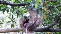 Baby Sloth Actual Live Birth at the Monkey House in Manuel Antonio, Costa Rica.m4v