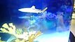 Fish Planet Aquarium: Black Tip Reef Sharks