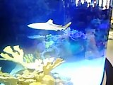 Fish Planet Aquarium: Black Tip Reef Sharks