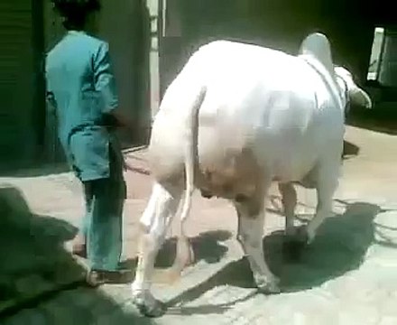 Most Beautiful Cow cow qurbani in lahore qurbani in bakra eid funny videos?syndication=228326