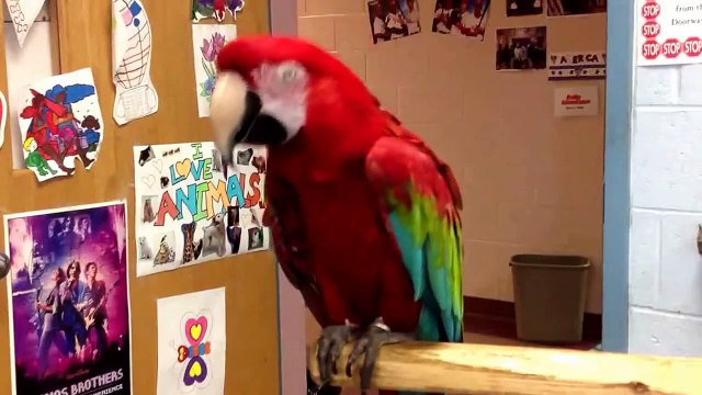 Попугай жгет под Майкла Джексона
