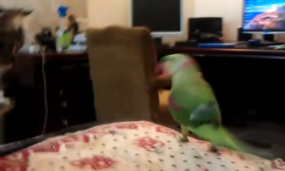 Весёлый попугай подшучивает над котом 🐦