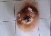Pomeranian Was Born to Boogie