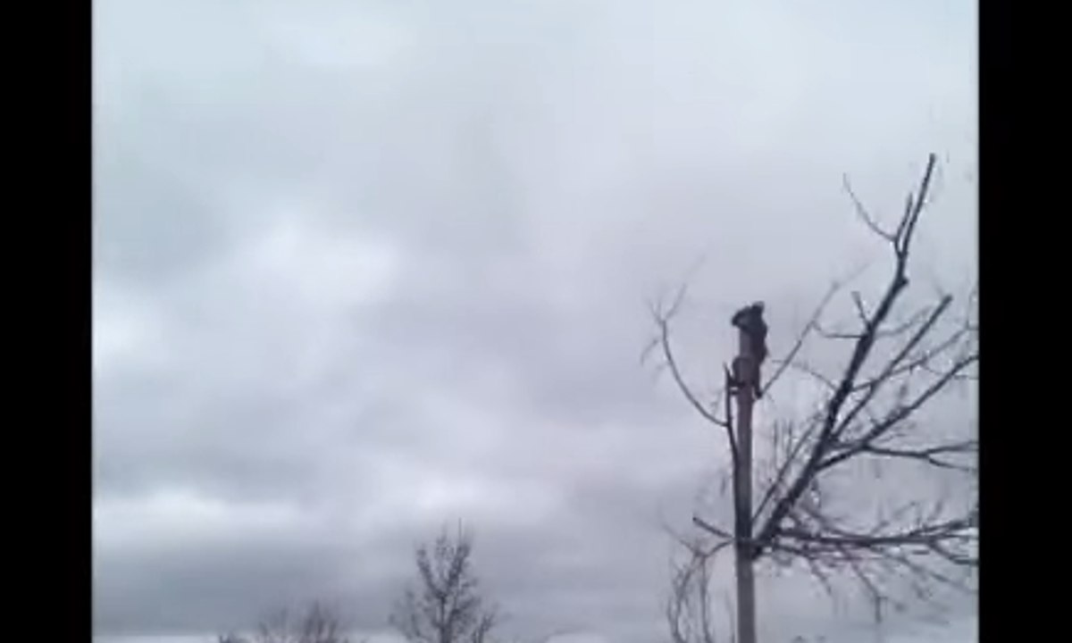 Lumberjack Gets More Than He Bargained For