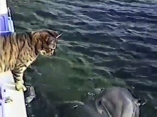 Dolphins fascinated with friendly cat