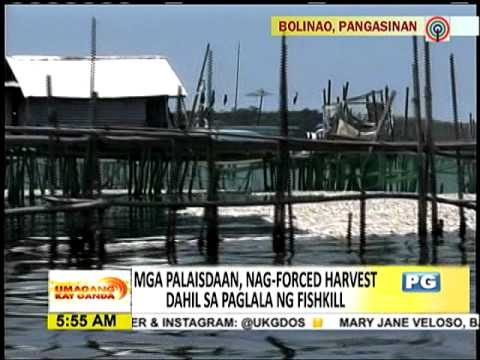 Mga palaisdaan, nag-force harvest dahil sa fishkill
