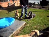 700gram Chihuahua takes on a pack of Pit Bulls! No Pit Bulls were harmed...