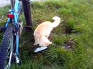 Cat playing with mouse