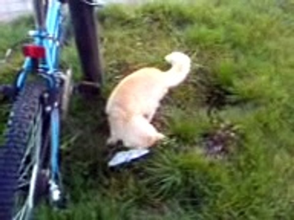 Cat playing with mouse