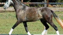 DEM Leon de Regalo - 2011 Andalusian Gelding SOLD