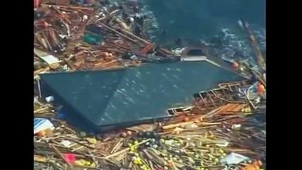 Dog Found at Sea after Japan Earthquake Tsunami