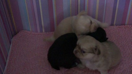 Les bébés 4 semaines