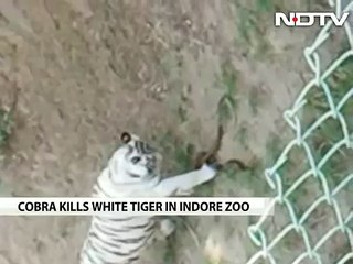White tiger, bitten by highly poisonous cobra, dies at Indore zoo