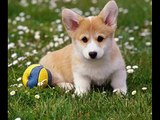 Happy Doggy Cute: Best Compilation The Most Beautiful and Fun Pets ! ?