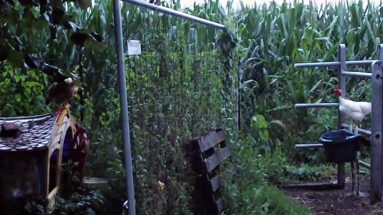 smart chicken vs gate